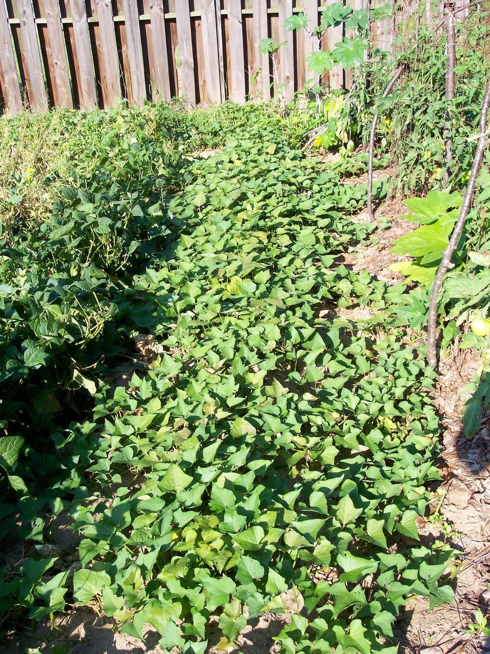 Photo of Sweet Potato (Ipomoea batatas 'Carolina Ruby') uploaded by farmerdill