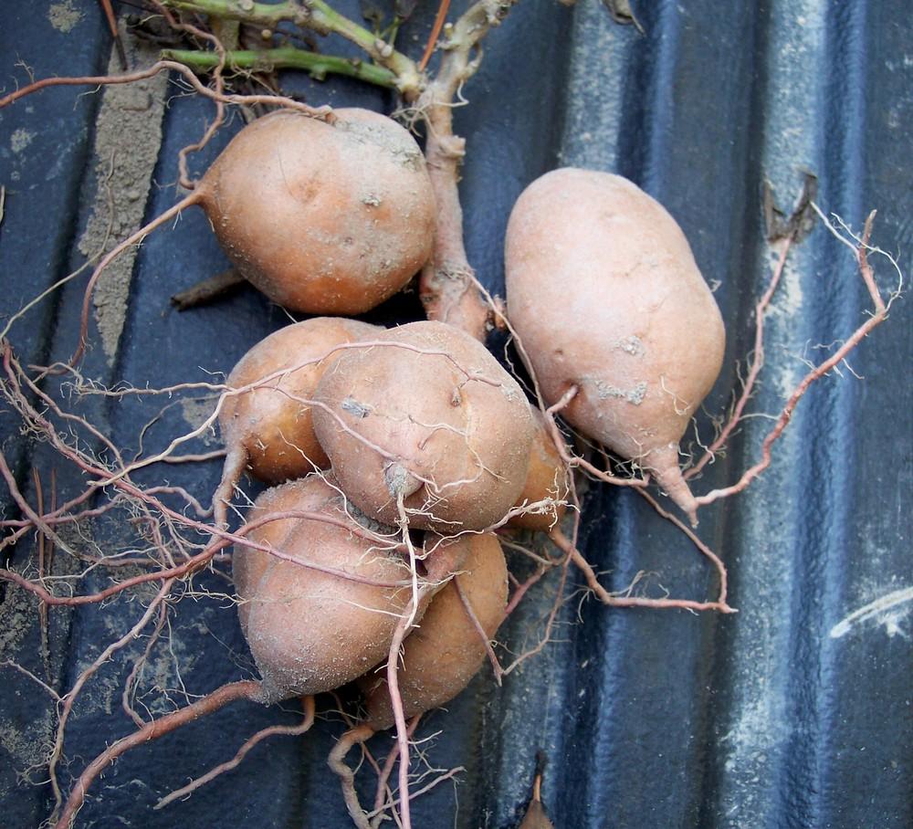 Photo of Sweet Potato (Ipomoea batatas 'Covington') uploaded by farmerdill