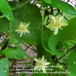 Location: My yard in Arlington, Texas.
Date: Summer 2012
Lovely tiny passionflowers.