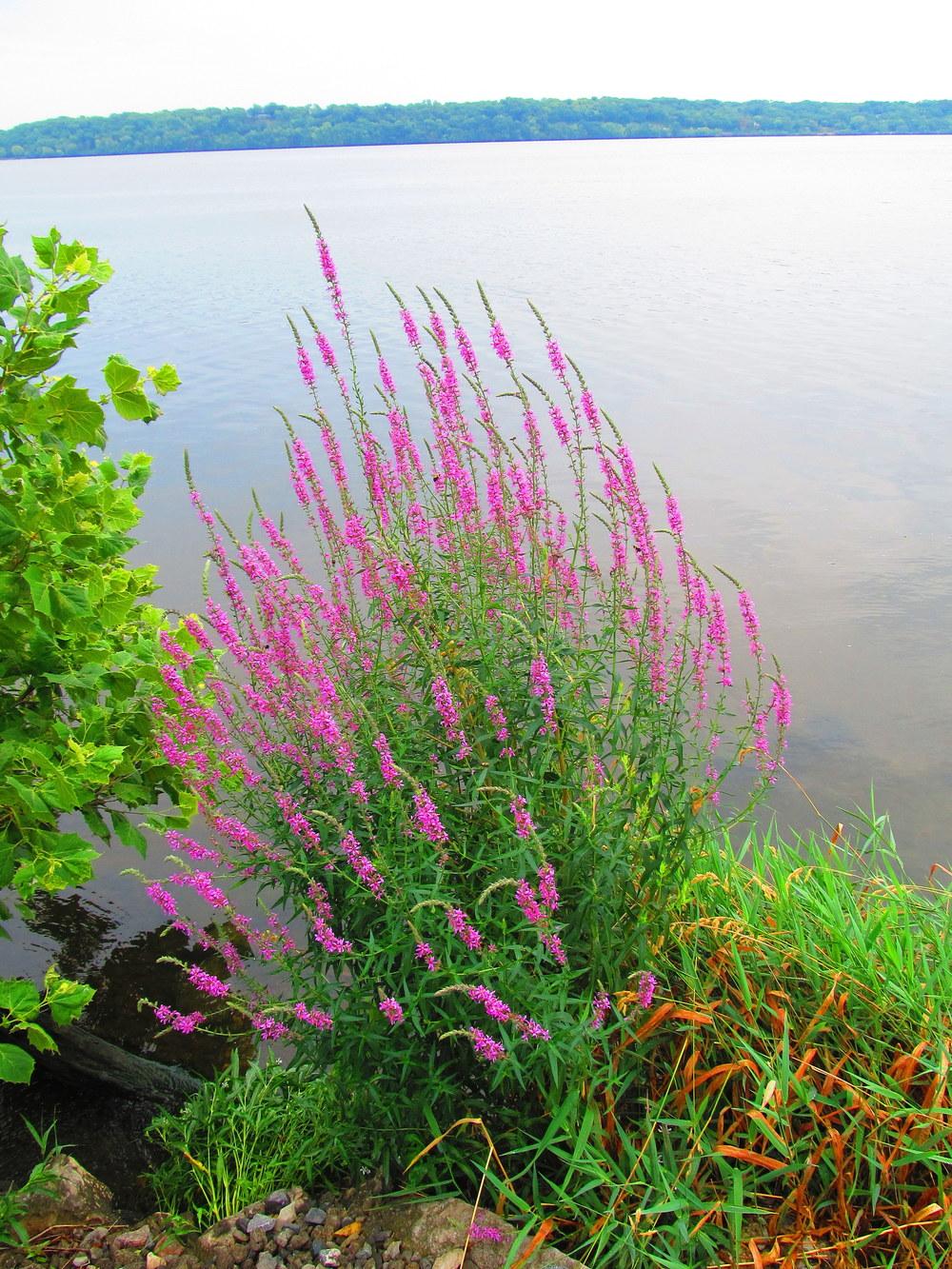 Photo of Purple Loosestrife (Lythrum salicaria) uploaded by jmorth
