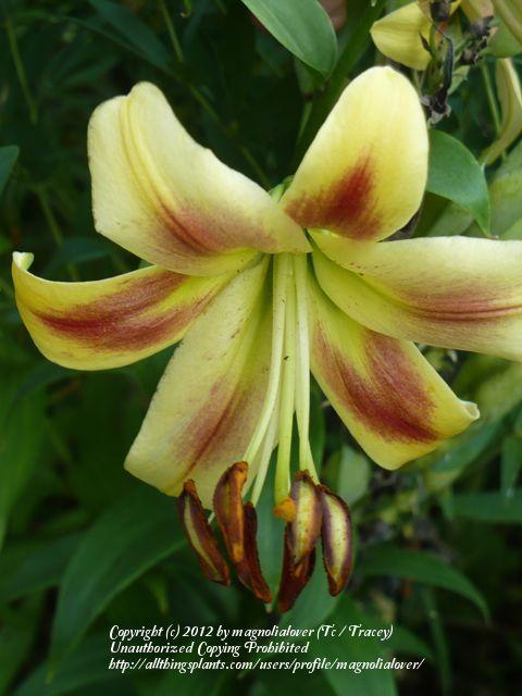 Photo of Lily (Lilium 'American Freedom') uploaded by magnolialover