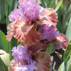 Location: Napa Iris gardens
Date: 2012-04-30