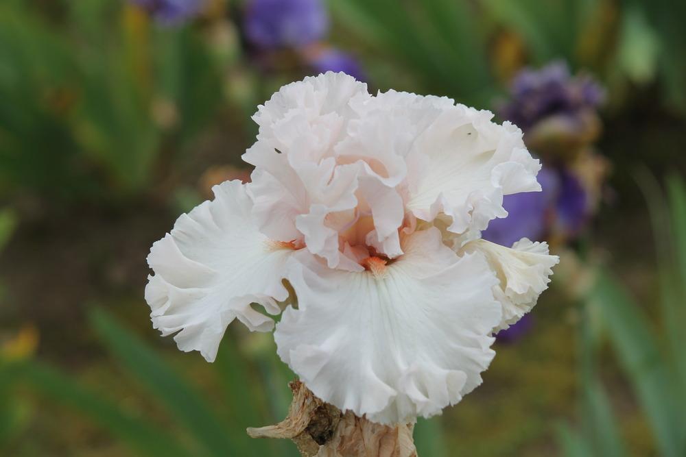 Photo of Tall Bearded Iris (Iris 'Head Over Heels') uploaded by ARUBA1334
