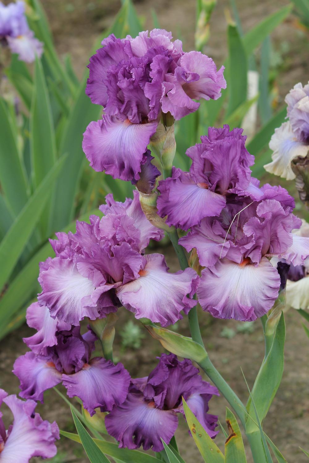 Photo of Tall Bearded Iris (Iris 'Magnanimous') uploaded by ARUBA1334