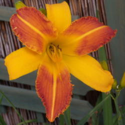 Location: My garden in Bakersfield, CA
Date: 2012-05-31 