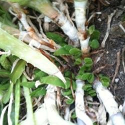 Location: Mackinaw, Illinois
Date: 2012-07-05
I repotted this aloe plant a little over a month ago, when its ve