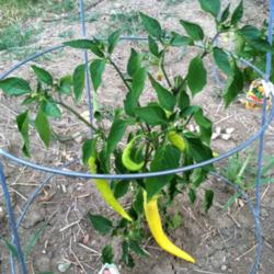 Location: Mackinaw, Illinois
Date: 2012-07-05
Hot pepper 'Garden Salsa' with several immature peppers.  They wi