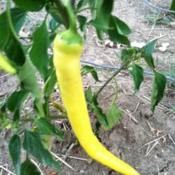 Location: Mackinaw, Illinois
Date: 2012-07-05
Immature fruits are banana yellow.  Should turn bright red when m