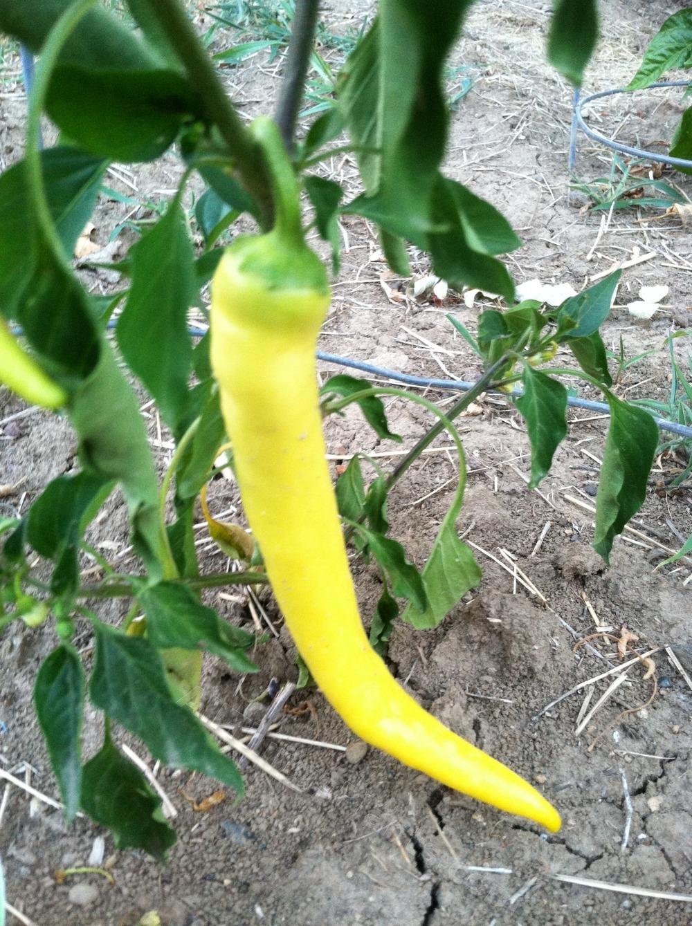 Photo of Hot Pepper (Capsicum annuum 'Garden Salsa') uploaded by BookerC1