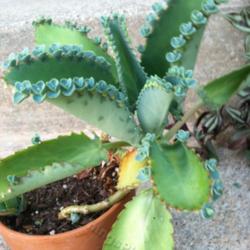 Location: Mackinaw, Illinois
Date: 2012-07-05
This kalanchoe has grown rapidly.  It was only a couple of small 