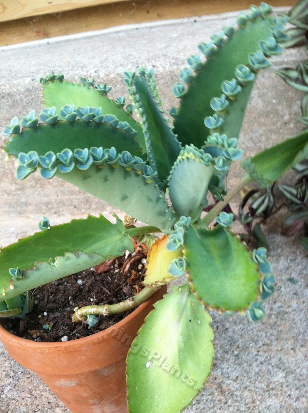 Photo of Mother of Thousands (Kalanchoe daigremontiana) uploaded by BookerC1