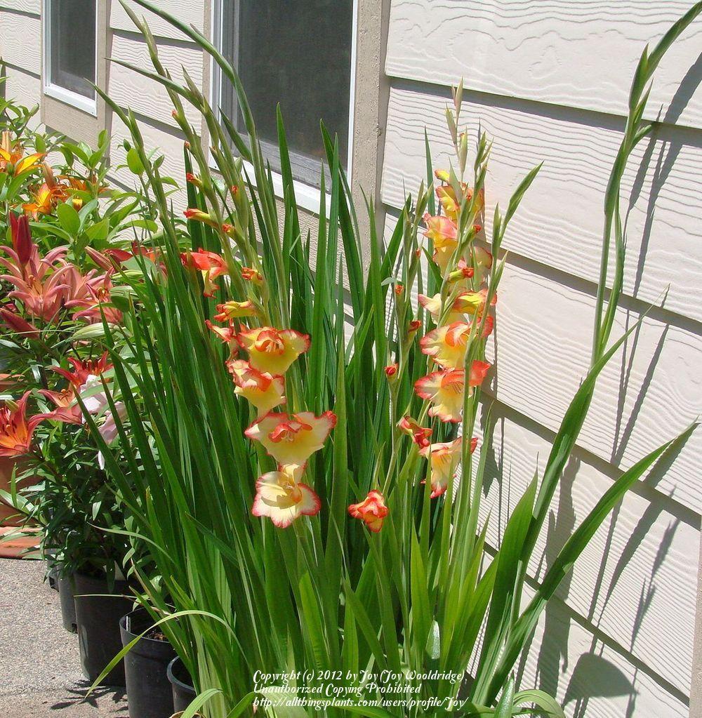 Photo of Parrot Gladiola (Gladiolus dalenii) uploaded by Joy
