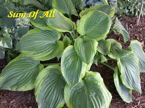 Photo of Hosta 'Sum of All' uploaded by Joy