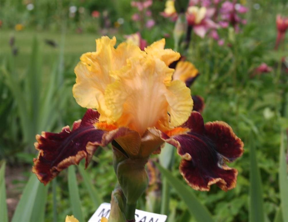 Photo of Tall Bearded Iris (Iris 'Mexican Holiday') uploaded by KentPfeiffer