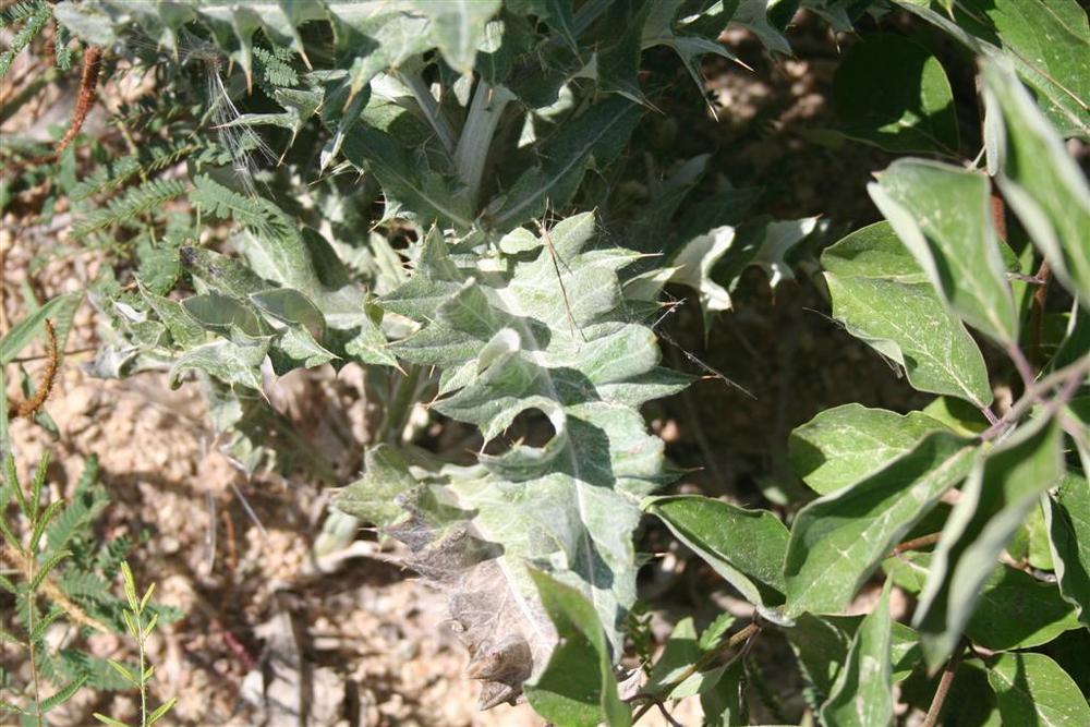 Photo of Wavyleaf Thistle (Cirsium undulatum) uploaded by KentPfeiffer