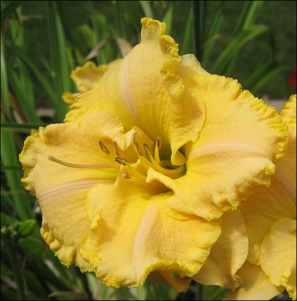 Photo of Daylily (Hemerocallis 'Hip to Be Square') uploaded by Polymerous