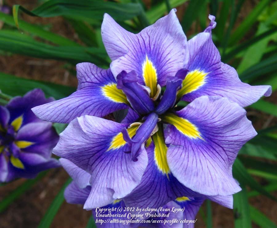 Photo of Japanese Iris (Iris ensata 'Oriental Eyes') uploaded by eclayne