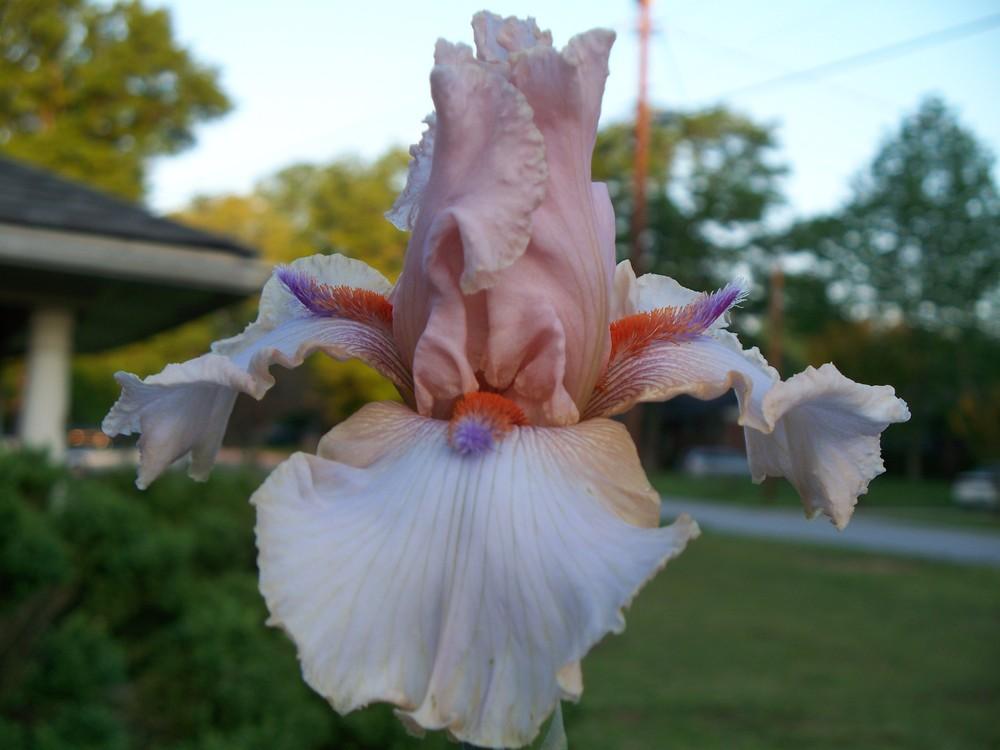 Photo of Tall Bearded Iris (Iris 'Godsend') uploaded by redhead