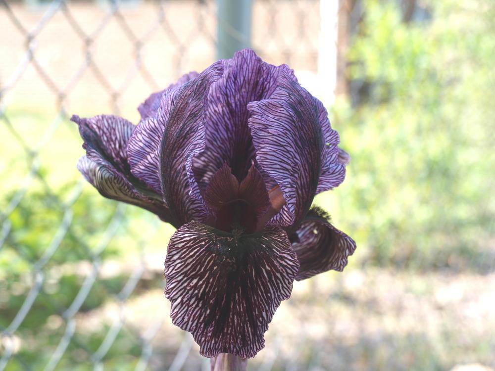 Photo of Arilbred Iris (Iris 'Emerald Fantasy') uploaded by redhead