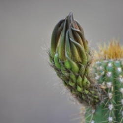 Location: Found in North Central Phoenix residential neighborhood.
Date: 2012-06-01
Bud stage in my area (Phoenix, AZ, USA) lasts for about a week be