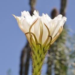 Location: Found in North Central Phoenix residential neighborhood.
Date: 2012-06-05
Bloom is beginning to open.