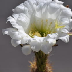Location: Found in North Central Phoenix residential neighborhood.
Date: 2012-06-05
Full bloom.