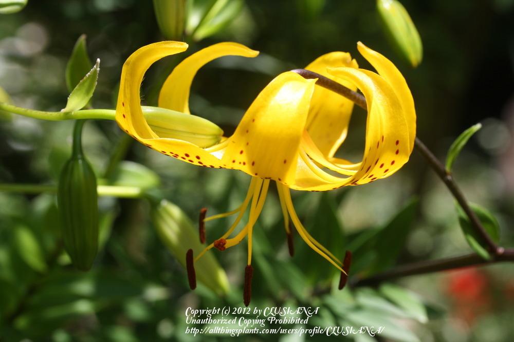 Photo of Lily (Lilium leichtlinii) uploaded by CLUSIANA