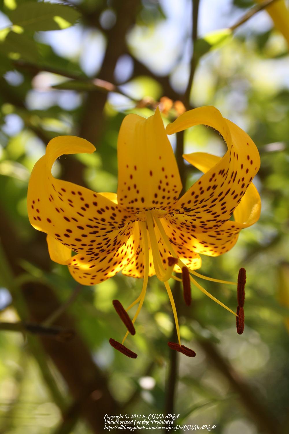Photo of Lily (Lilium leichtlinii) uploaded by CLUSIANA