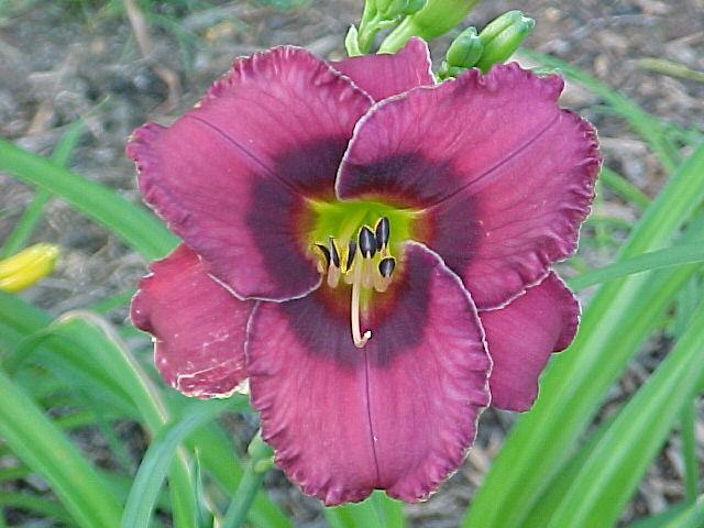 Photo of Daylily (Hemerocallis 'Dakota Destiny') uploaded by Calif_Sue