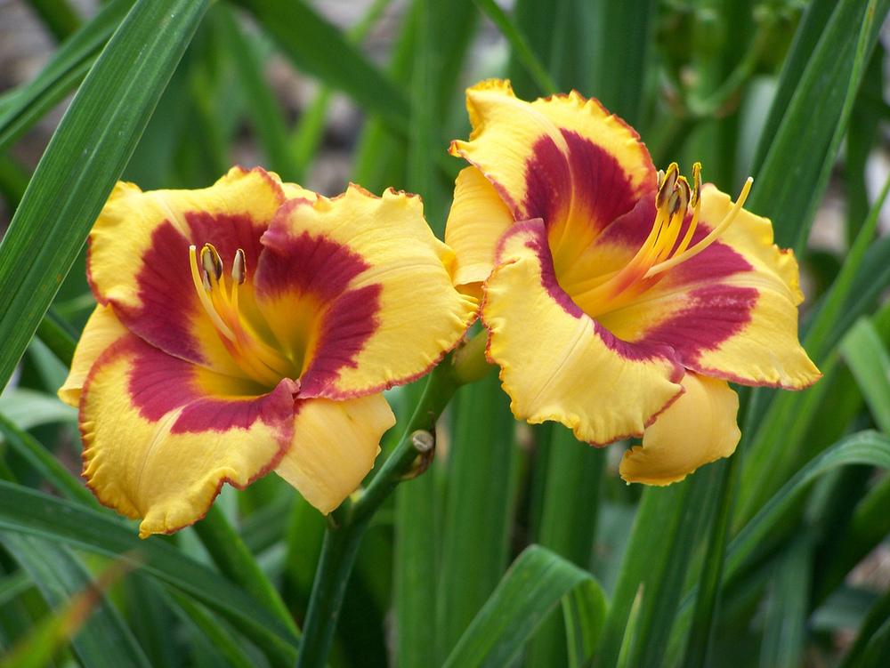 Photo of Daylily (Hemerocallis 'Country Cavalier') uploaded by Calif_Sue