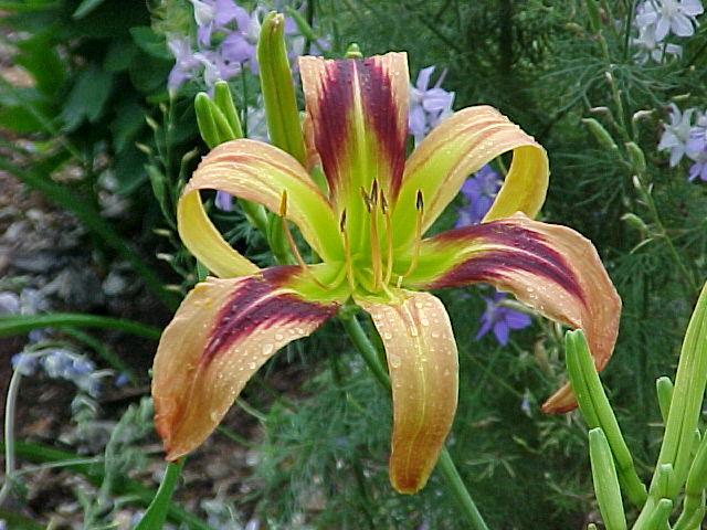 Photo of Daylily (Hemerocallis 'De Colores') uploaded by Calif_Sue
