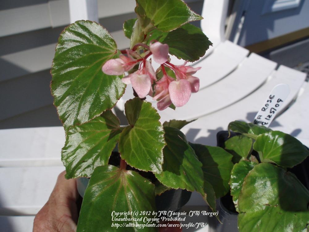 Photo of Cane Begonia (Begonia 'Tea Rose') uploaded by JB