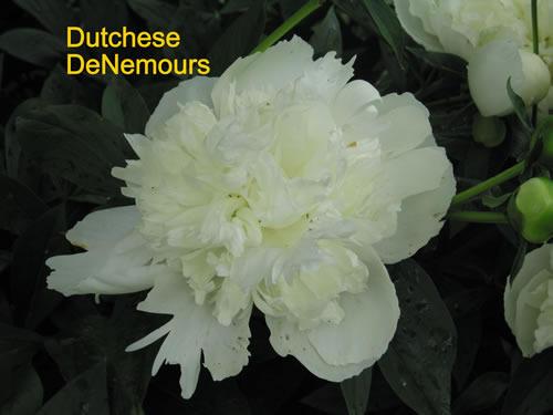 Photo of Peony (Paeonia lactiflora 'Duchesse de Nemours') uploaded by Joy