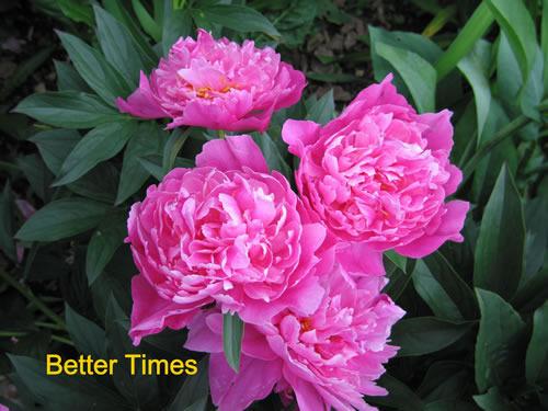 Photo of Peony (Paeonia lactiflora 'Better Times') uploaded by Joy