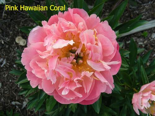Photo of Peony (Paeonia 'Pink Hawaiian Coral') uploaded by Joy