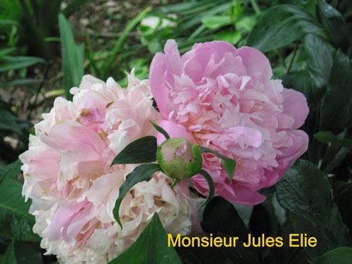 Photo of Peony (Paeonia lactiflora 'Monsieur Jules Elie') uploaded by Joy