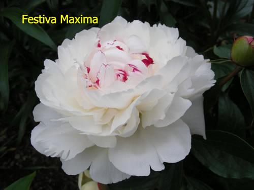 Photo of Peony (Paeonia lactiflora 'Festiva Maxima') uploaded by Joy