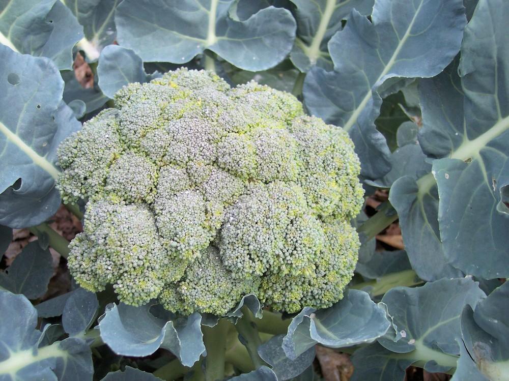 Photo of Broccoli (Brassica oleracea 'Belstar') uploaded by farmerdill
