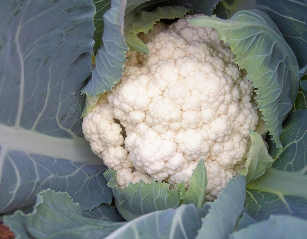 Photo of Cauliflower (Brassica oleracea var. botrytis 'White Passion') uploaded by farmerdill