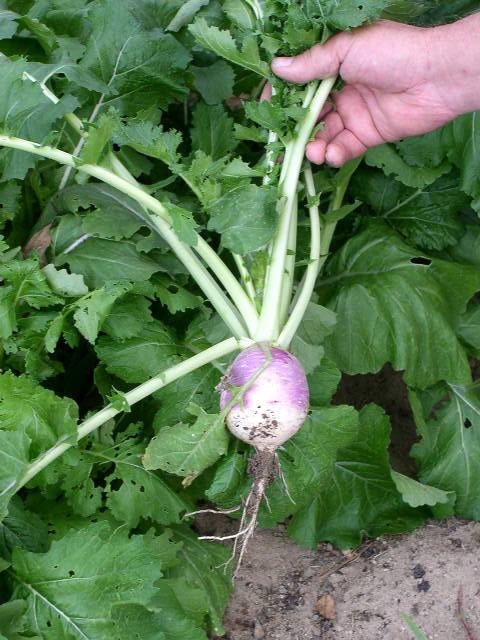 Photo of Turnip (Brassica rapa subsp. rapa 'Purple Top') uploaded by farmerdill