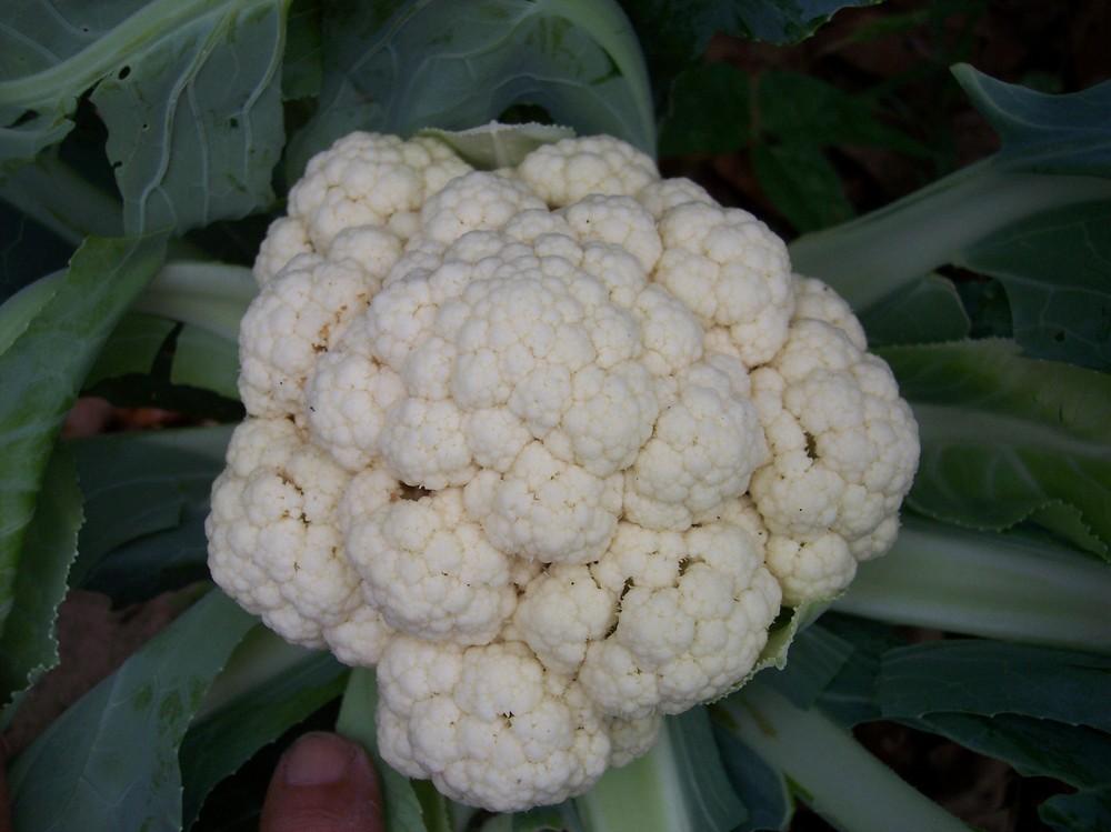 Photo of Cauliflower (Brassica oleracea var. botrytis 'Candid Charm') uploaded by farmerdill
