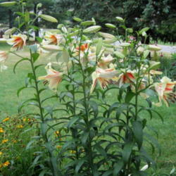 
Date: 2012-07-07
This years plants are half as tall as the second year when they a