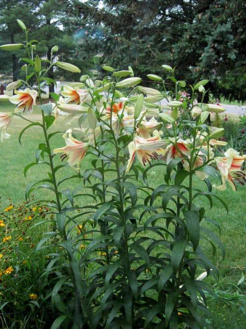 Photo of Lily (Lilium 'Shocking') uploaded by ge1836