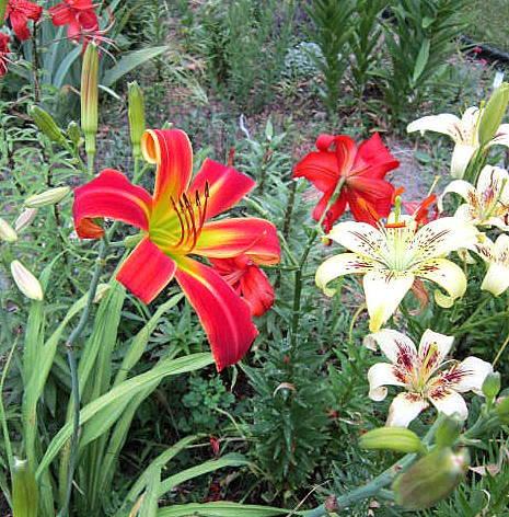 Photo of Daylily (Hemerocallis 'Red Thrill') uploaded by ge1836