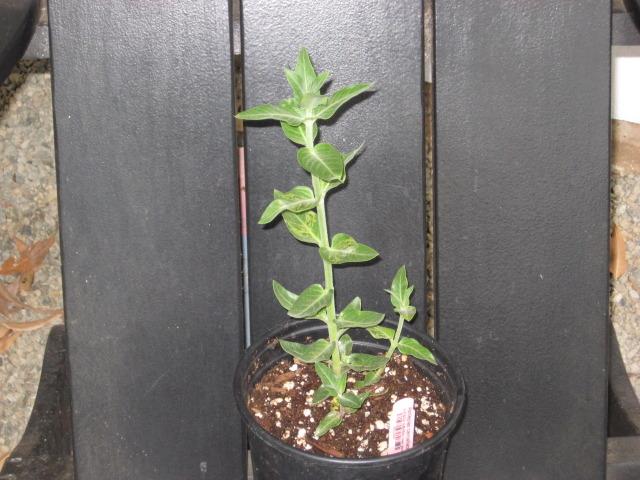 Photo of Cape Milkweed (Gomphocarpus cancellatus) uploaded by wcgypsy