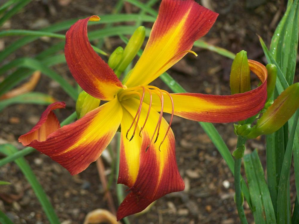 Photo of Daylily (Hemerocallis 'Droopy Drawers') uploaded by Calif_Sue