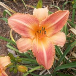 
Photo Courtesy of Alcovy Daylily Farm. Used with Permission.