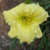 Photo Courtesy of Alcovy Daylily Farm. Used with Permission.