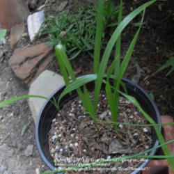 Location: Plano, TX
Date: 2012-06-13
9 month old seedlings