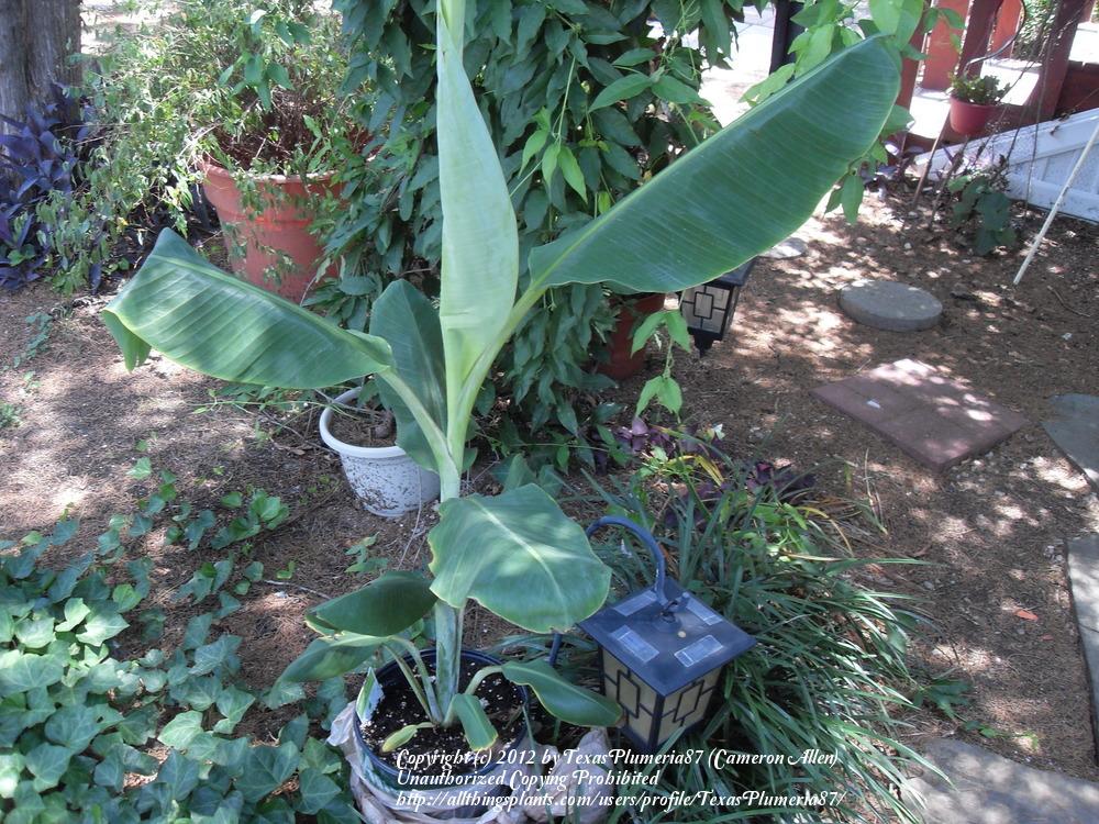 Photo of Banana (Musa acuminata) uploaded by TexasPlumeria87